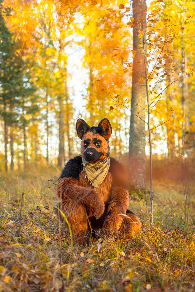 VepShep's tweet photo. Happy #Sheptember 1st! Let the sheppy season begin!

📷: @k44chu https://t.co/dNI6S36WvT