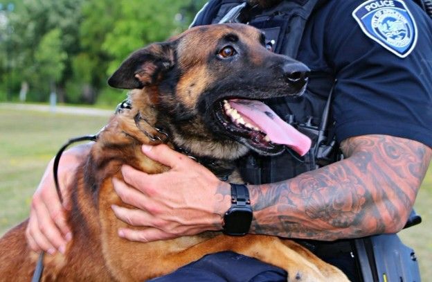 VIK9s's tweet photo. 💙🐕‍🦺 After 5 years of dedicated service, Appleton PD K9 Onyx is retiring after losing his sight.

We’re saddened to see his career end, but grateful he’ll enjoy retirement at home with his handler and family.

Thank you for your service, Onyx! 🐾

#K9Onyx #PoliceK9 https://t.co/lGzopTWxJj