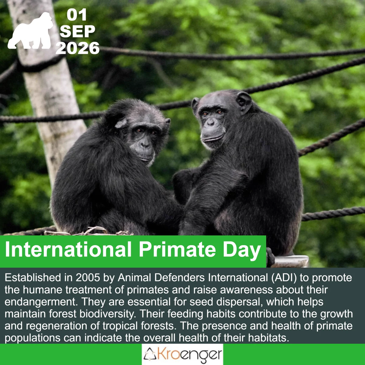 International Primate Day