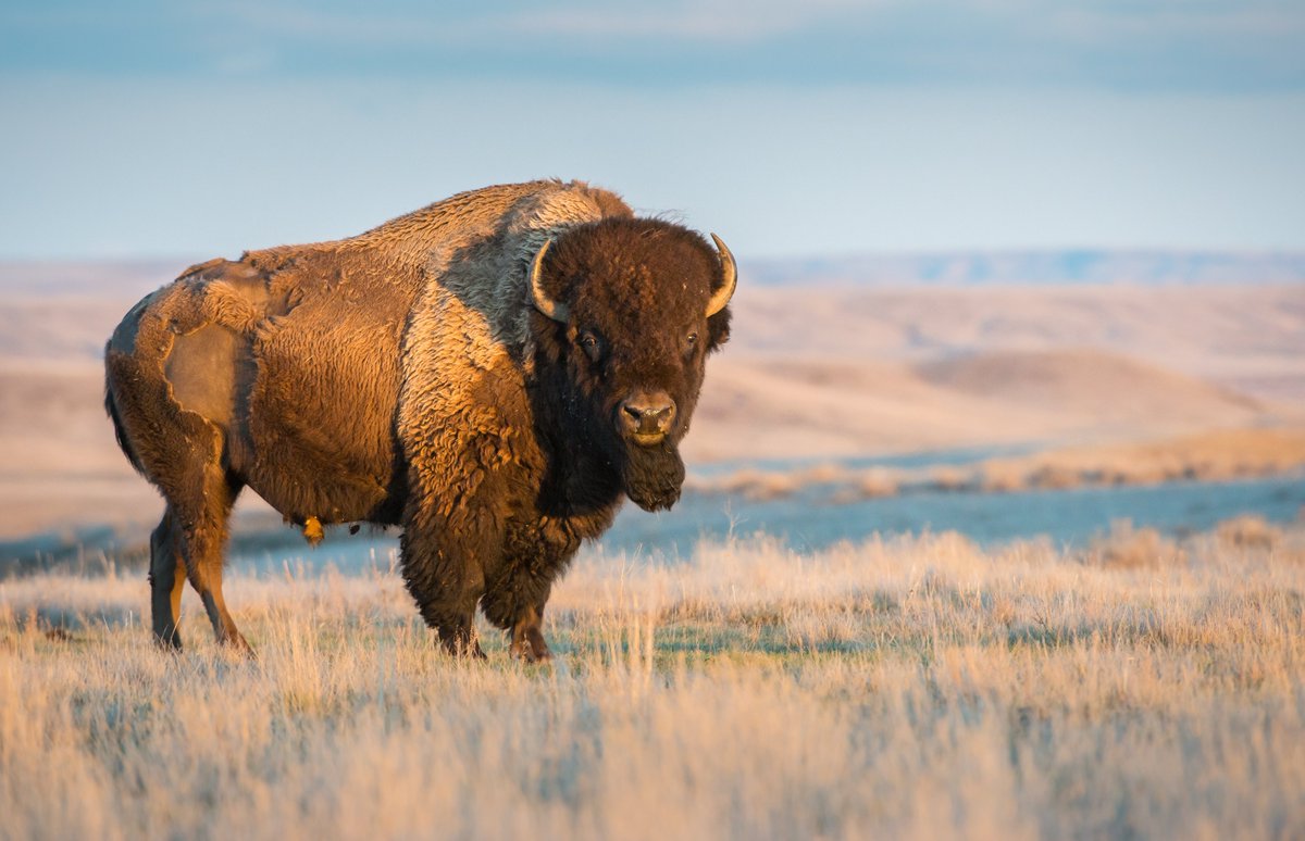 Largelandscapes's tweet photo. A new wildlife documentary, “What Bison See: Restoring Yellowstone’s Lost Migrations,” explores how bison recovered from near-extinction and re-learned how to migrate. The film demonstrates the ecological benefits of large mammal migration.

https://t.co/dHm0VHQLFz https://t.co/gDgGlOMX5U