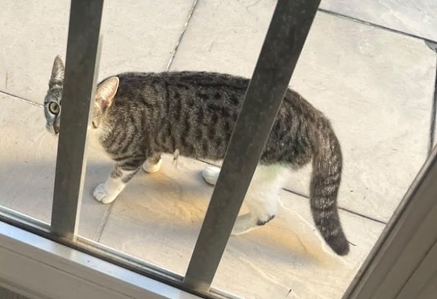 marimarinhofc's tweet photo. @itau Tenho um gato chamado Calvin 🐱
Mas em 2026 quero encontrar o outro Calvin: o Harris, no palco mundo🔥🎶 Meu gato já faz parte das minhas melhores histórias, mas queria muito criar uma nova lembrança: aquela foto, aquele momento e aquela emoção de dizer “eu estava lá”#Menotaitaú https://t.co/2Sfw7uYPST