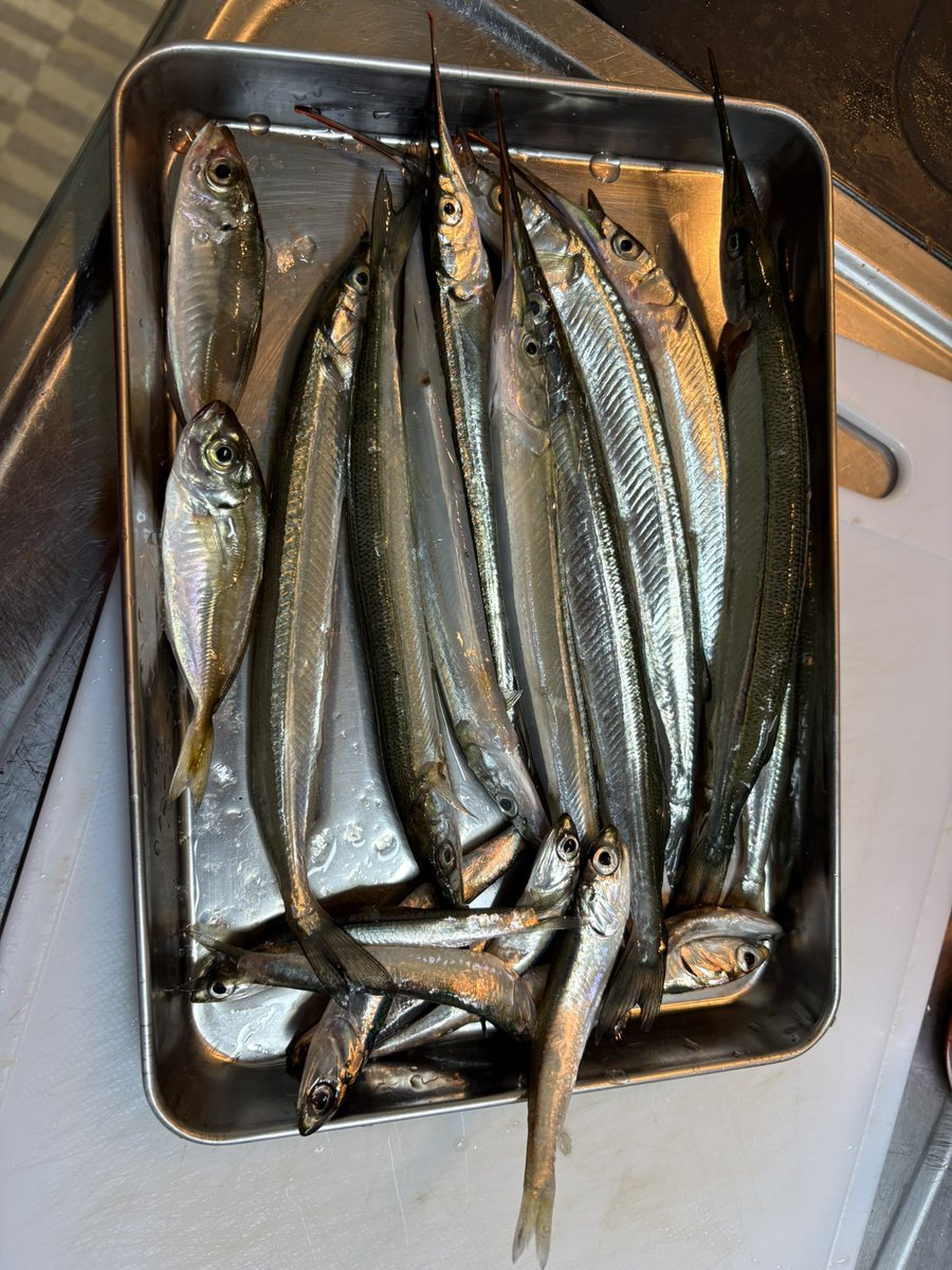 freeze_convini's tweet photo. 初めて海釣りに行ってきたけど楽しいね
釣った魚を自分で捌いて食べるのも新鮮で楽しかった https://t.co/sVLyRmKTxF