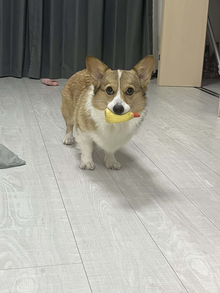 corgi_kymt's tweet photo. 清光も多分マズルみじかめ　と思ったら気のせいだった https://t.co/a57zhDYnVl