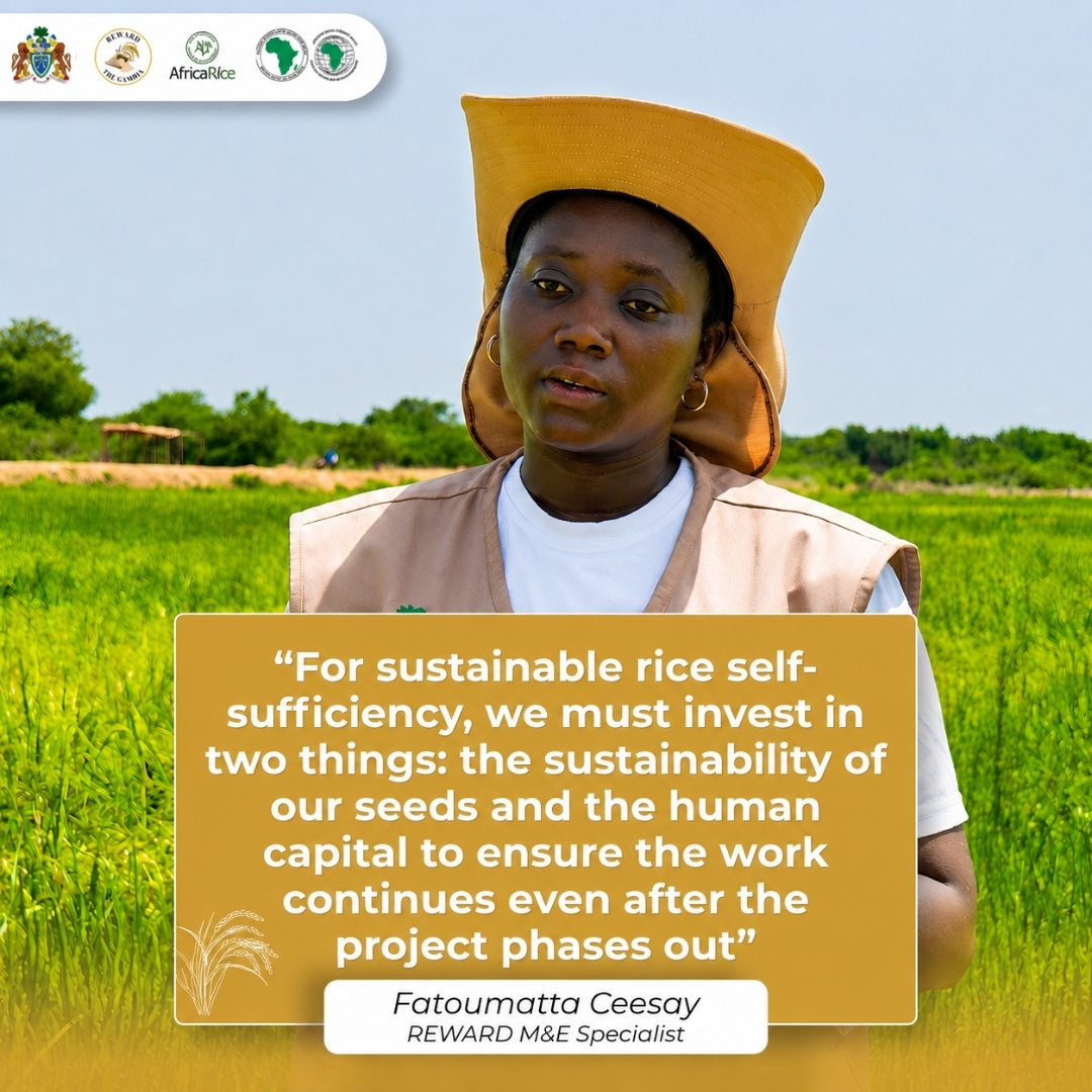 RewardGambia's tweet photo. Building a sustainable rice sector goes beyond land development, mechanization and supporting farmers with inputs. It also requires investing in the people and institutions that will sustain the gains beyond the life of the project.
@AfDB_Group @AfricaRice https://t.co/NsK9iqNj9J