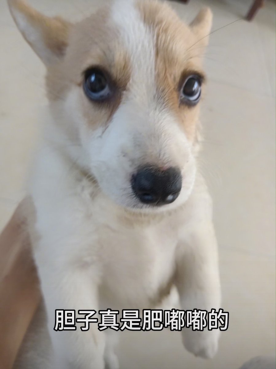 jvbfhl1's tweet photo. @Rukawa_anna 放一只胆大的小狗在这，阿弥陀佛 https://t.co/L8gATLZctm