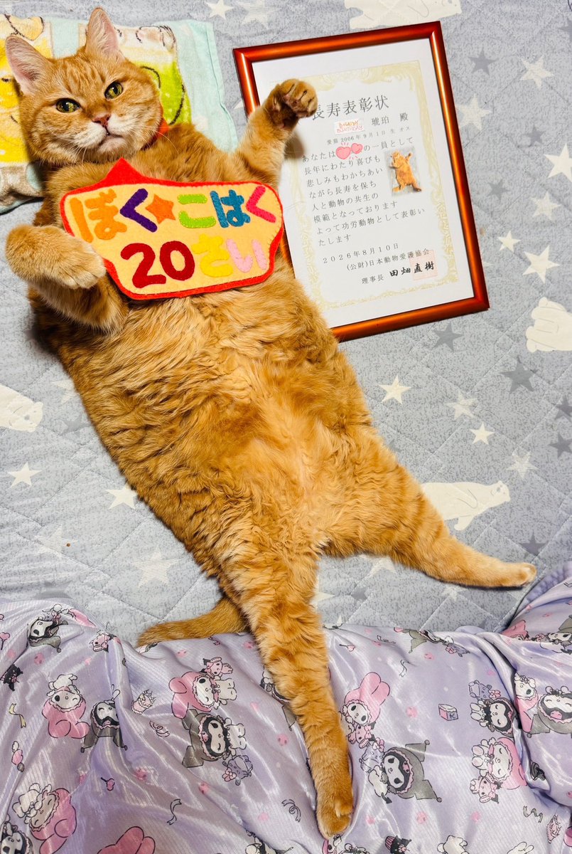saki28nyan's tweet photo. 9月1日
20歳の琥珀になりました

成人式
大好きなあんこ🫘と鶴🐢で和装琥珀

めざせ21歳その先も
良かったら皆のパワー🧡ください😘

#日本動物愛護協会 様から
長寿表彰状もいただきました！
家族写真用に記念Tシャツも作っちゃいました🤭

#ハイシニア猫
#茶トラ猫感謝の日
#今日も可愛い琥珀ちゃん https://t.co/ehxONHUf2g