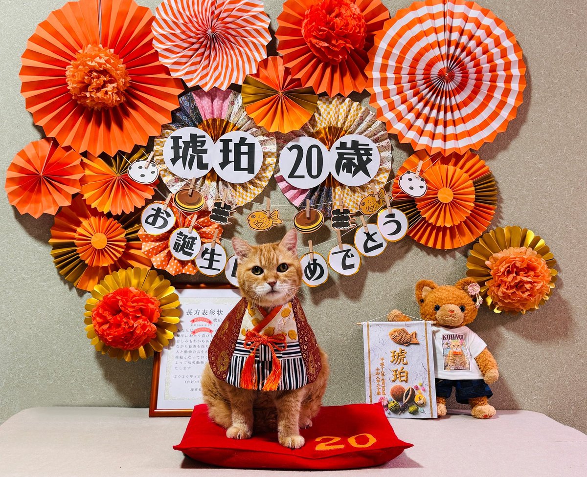 saki28nyan's tweet photo. 9月1日
20歳の琥珀になりました

成人式
大好きなあんこ🫘と鶴🐢で和装琥珀

めざせ21歳その先も
良かったら皆のパワー🧡ください😘

#日本動物愛護協会 様から
長寿表彰状もいただきました！
家族写真用に記念Tシャツも作っちゃいました🤭

#ハイシニア猫
#茶トラ猫感謝の日
#今日も可愛い琥珀ちゃん https://t.co/ehxONHUf2g