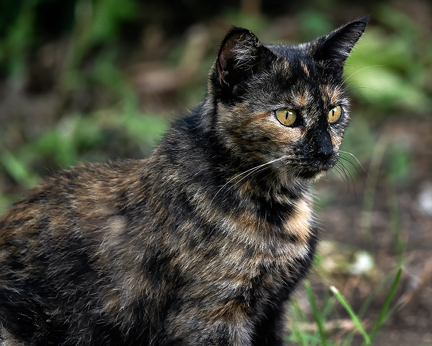 xradiotx's tweet photo. @DailyPicTheme2 We have a new Torti that likes to hang out in our backyard pasture and patio. She prances when she walks. She's a happy cat. https://t.co/VN5PYMzQV2