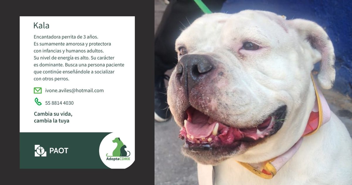 PAOTmx's tweet photo. ↗️ Soy Kala; amorosa y protectora con quienes quiero, sobre todo infancias y adultos.
 🫶 Mi energía es alta y mi carácter dominante, pero con tu paciencia seguiré aprendiendo a socializar con otros perritos.
✳️Datos para adopción👇
✉️ivone.aviles@hotmail.com
📞5588144030 https://t.co/vgdyl4eDLC