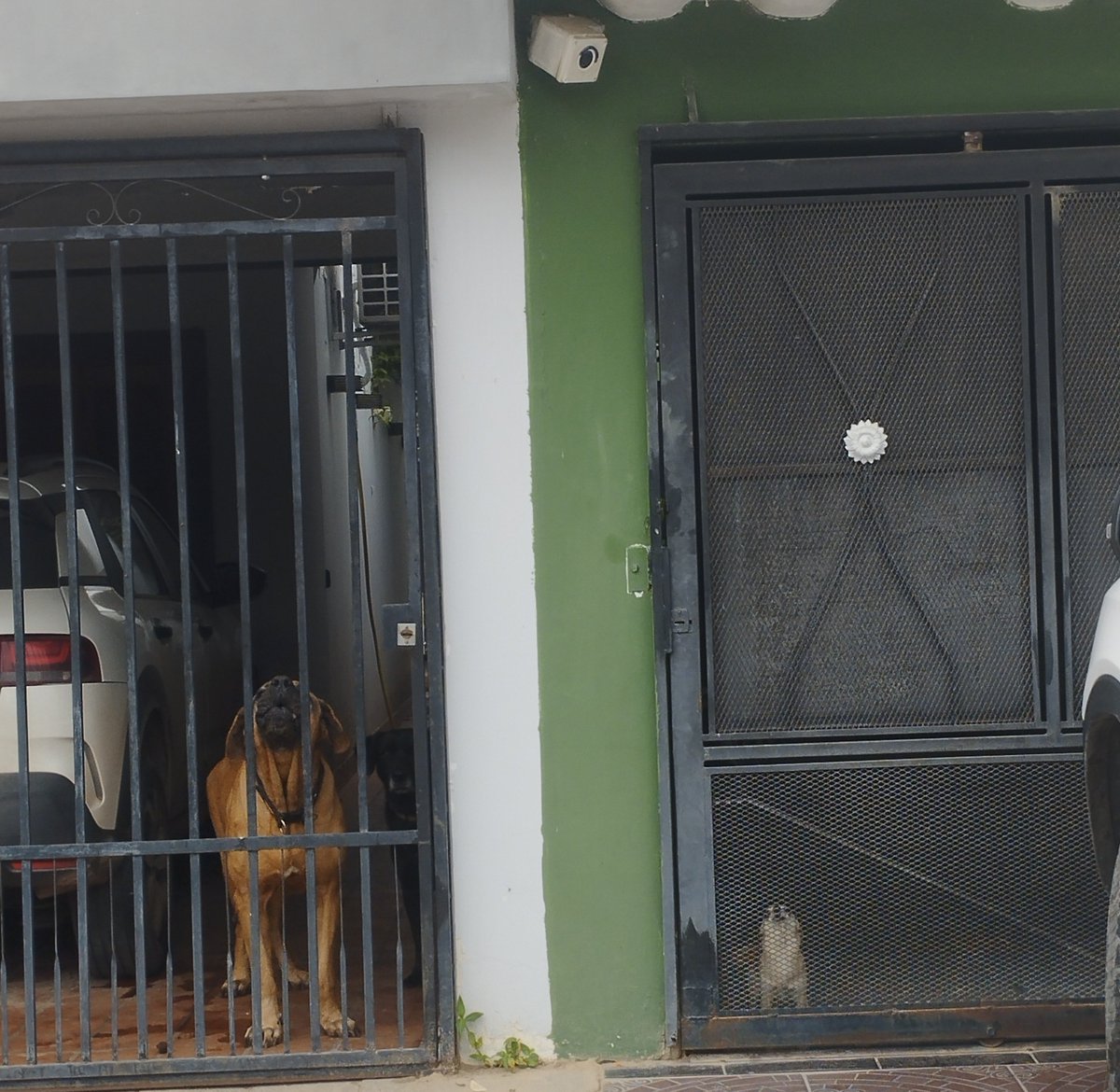 beloncitap's tweet photo. la diferencia entre el perro del vecino y el de mi mamá 😭😭 https://t.co/zUXfCs64Nk