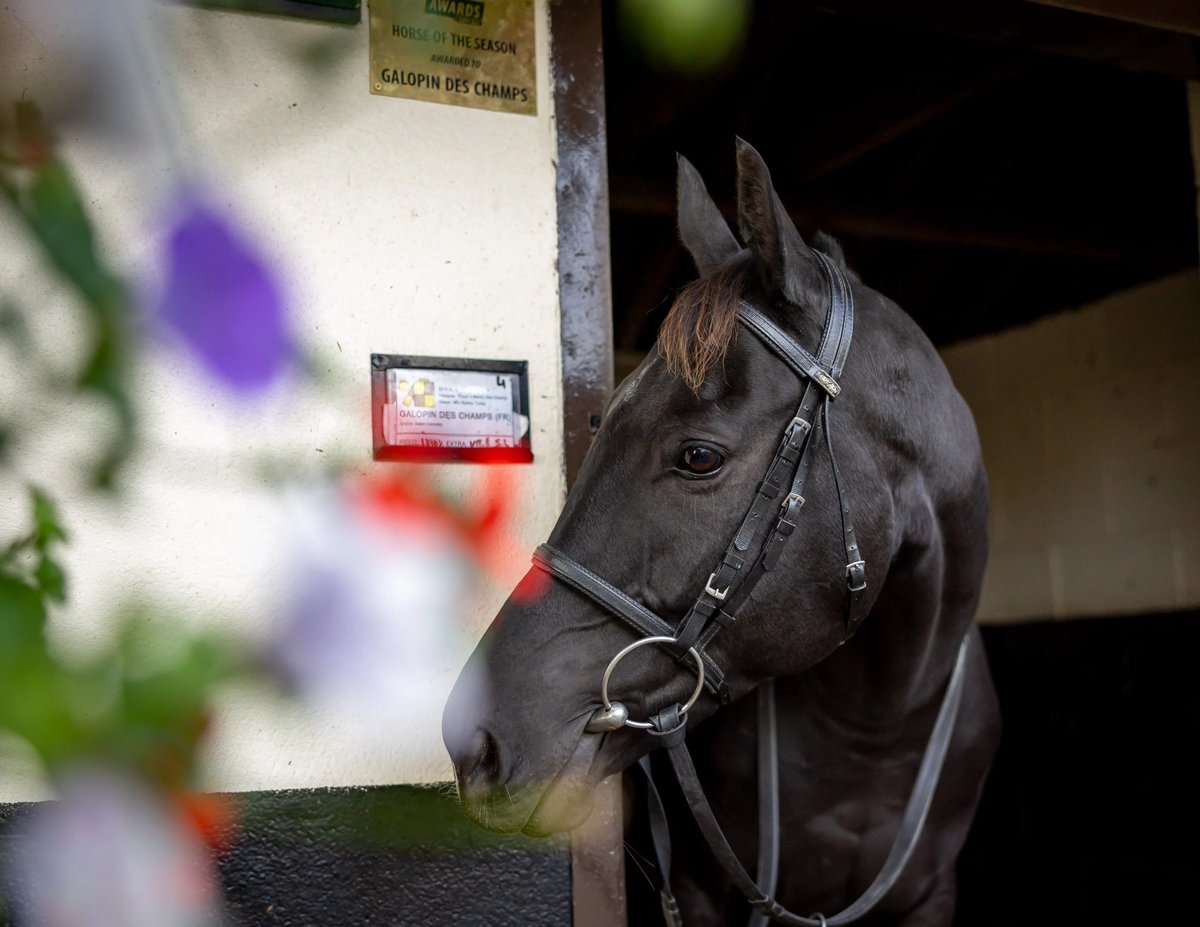 JakeRuss1000's tweet photo. Such devastatingly sad news 😢 

The big beautiful boy deserved a long &amp; happy retirement. 💔

RIP Galopin Des Champs, fly well champ. 💛🤎 https://t.co/4zPUP3HRjm