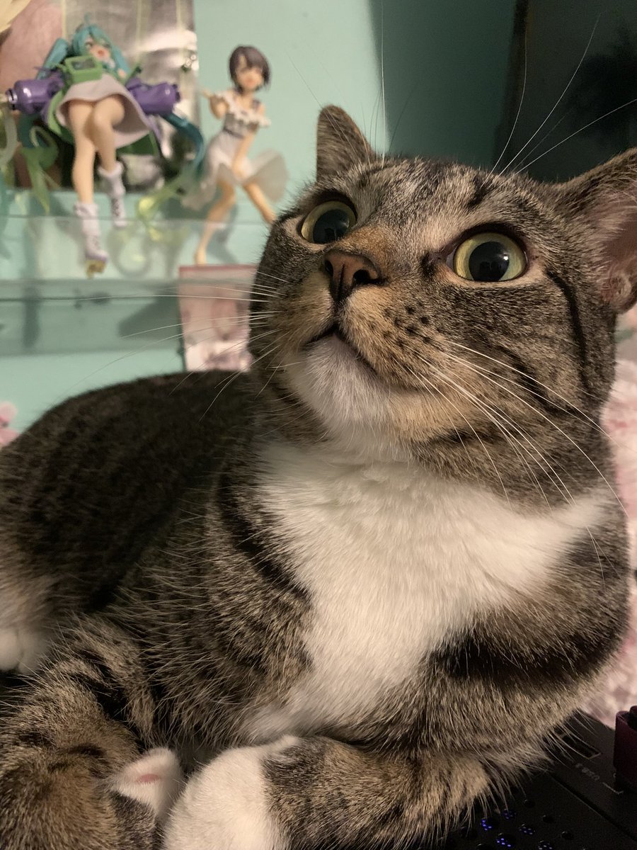 pinkchipbag's tweet photo. luna needs to be a star https://t.co/snMmo6gbrF