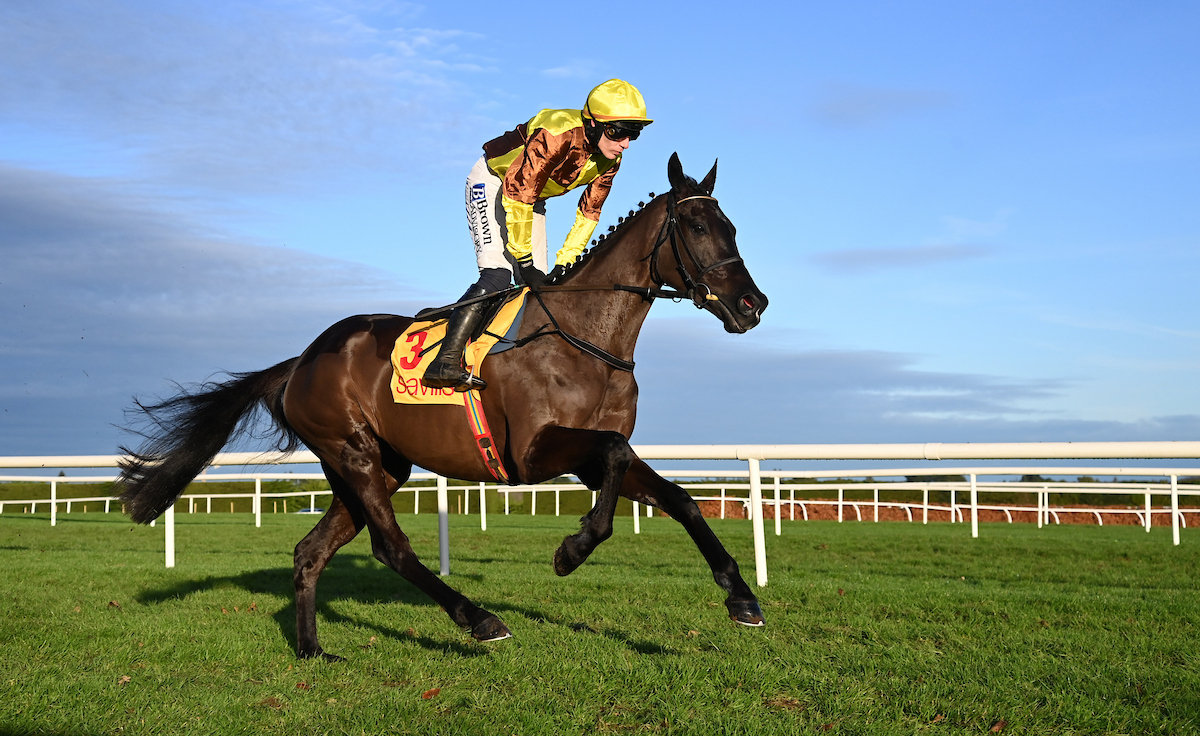 RacingTV's tweet photo. 💛🤎

🏇 26 runs
🥇 15 wins
🏆🏆 Cheltenham Gold Cup
🏆🏆 Savills Chase
🏆🏆🏆 Irish Gold Cup
🏆 Punchestown Gold Cup
🏆 John Durkan Memorial &amp; much more
💷 £1,961,010 in prize money
⭐️ Superstar https://t.co/i8tjOfLmQf