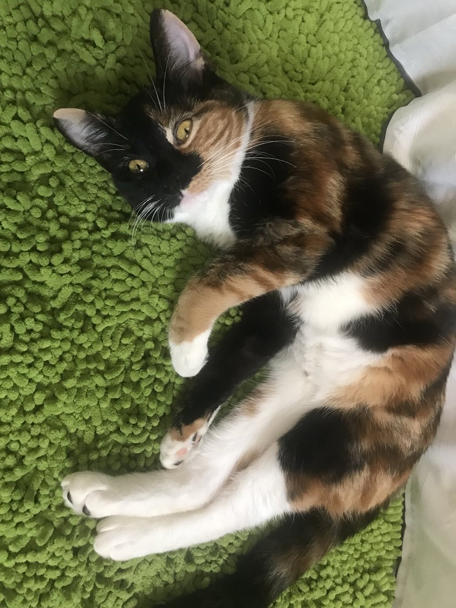 sweetpepperboy's tweet photo. Chip 🍪 (aka chippy, chibber, bippy)
-4 years old
-named after my first beanie baby
-my pretty girl 🧡
-staring at you
-much heavier than she looks
-does not own one single brain cell
-stares at you some more
-master of “ekekekekek” https://t.co/ZjxHjwfjjl