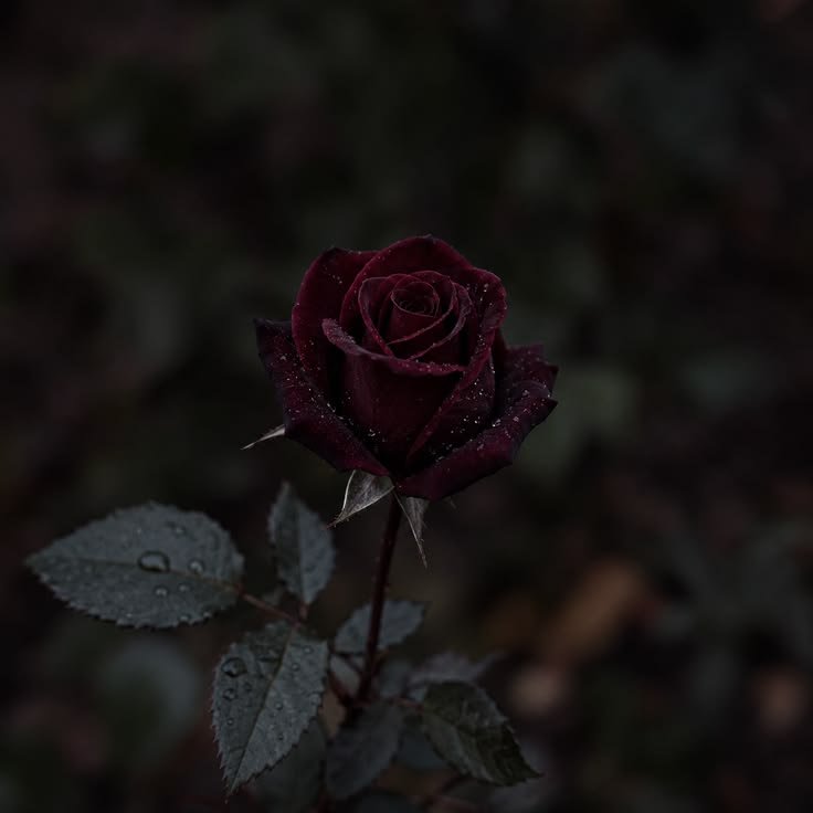 _InSomnia7's tweet photo. quote if u see ✧˖°

how pinterest sees me
⋆˙⟡   lyrics
⋆˙⟡   character
⋆˙⟡   artist/singer
⋆˙⟡   flower https://t.co/oe6c3pKSZr