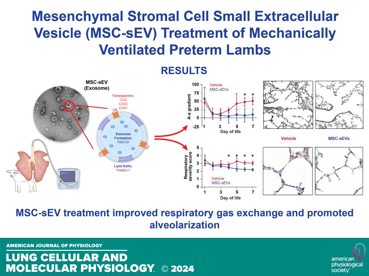 AJPLung's tweet photo. Check out this research on potential #hyperoxia #BPD #treatment from @UUtah, Mesenchymal stromal cell extracellular #vesicles improve lung development in mechanically ventilated preterm lambs (Kurt H. Albertine et al.):

https://t.co/bcmm6iBcHW https://t.co/XVUqz4rWaF