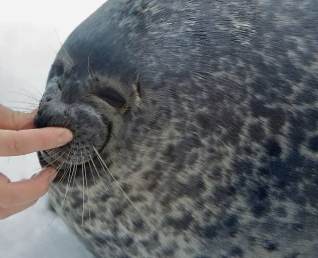 equine__dentist's tweet photo. love this genre of squished seals https://t.co/SdIg4LySOV