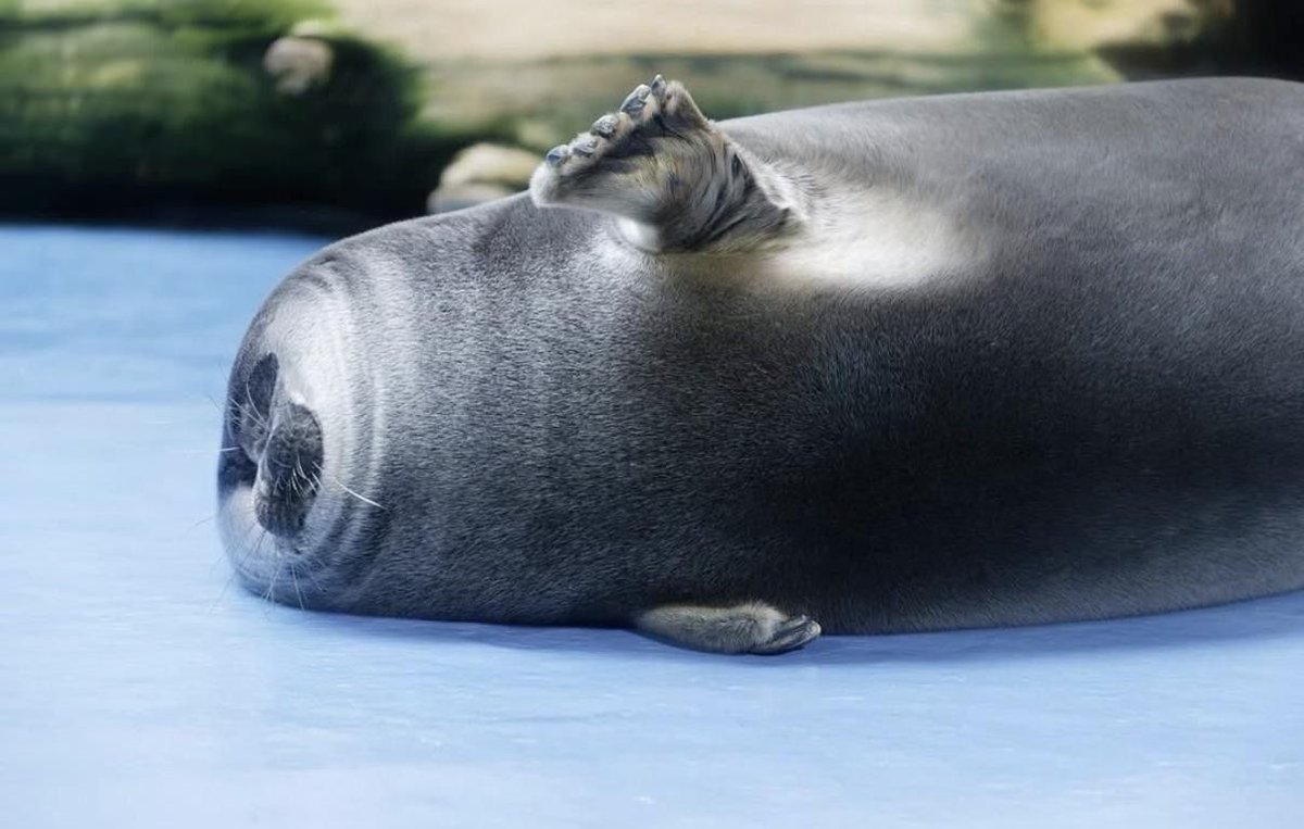 equine__dentist's tweet photo. love this genre of squished seals https://t.co/SdIg4LySOV
