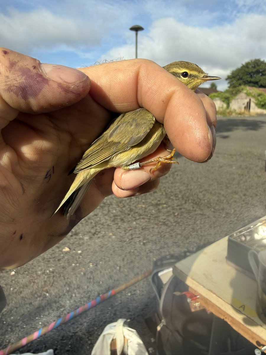 AshmanMrmatt's tweet photo. Short session at Littleton this morning, 26 birds mostly blackcaps but a Grasshopper Warbler was a nice surprise, not many caught at the site😊, All ringed under licence https://t.co/vqBqXIXbMe