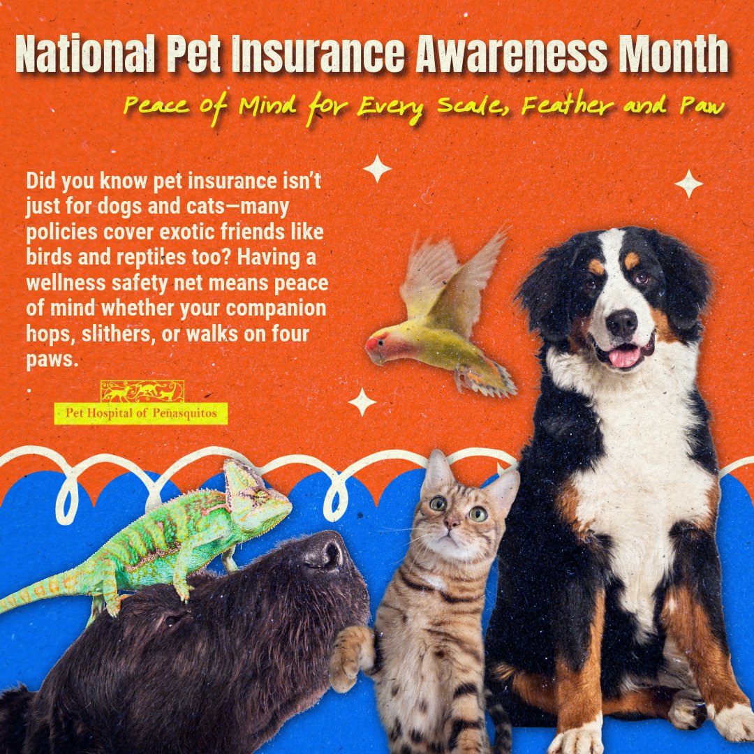 phpq92129's tweet photo. Happy National Pet Insurance Awareness Month! 🛡️ Did you know policies cover exotic pets like birds &amp; reptiles too? 🦜🐍 Get peace of mind whether your best friend hops, slithers, or walks. Call Pet Hospital of Peñasquitos at (858) 484-3490! 🏥 #SanDiegoPets https://t.co/3OrCvCQGGg