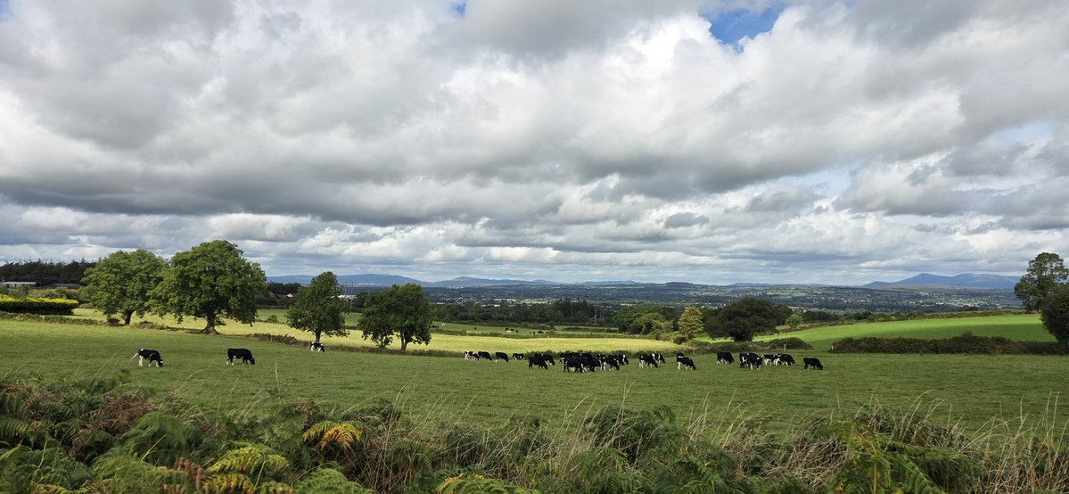 fitzyok's tweet photo. An chéad lá(1st. day) de Mheán Fómhair(mid Autumn/Sept.) Maidin deas ach cuma báistí air(nice morning but rain threatening).Féar ag fás arís(grass growing again).Na ba breá sásta ag ithe féir sa ghort(cows grazing happily in the field).
#200DaysofGaeilge
#200Daysofwalking https://t.co/VKqiH9SKv8