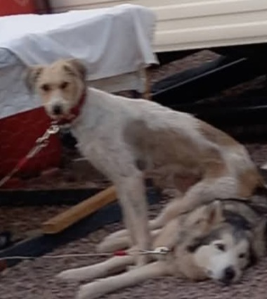 millypod1's tweet photo. 🆘26 JULY 2026 #Lost Teddy #StillMissing
YOUNG Saluki Cross Male #PUPPY
Old Appletree Pub, Watery Lane #Minsterworth #Gloucester #Gloucestershire #GL2
https://t.co/f8lGt9wEf4 https://t.co/RnMKqgyLco