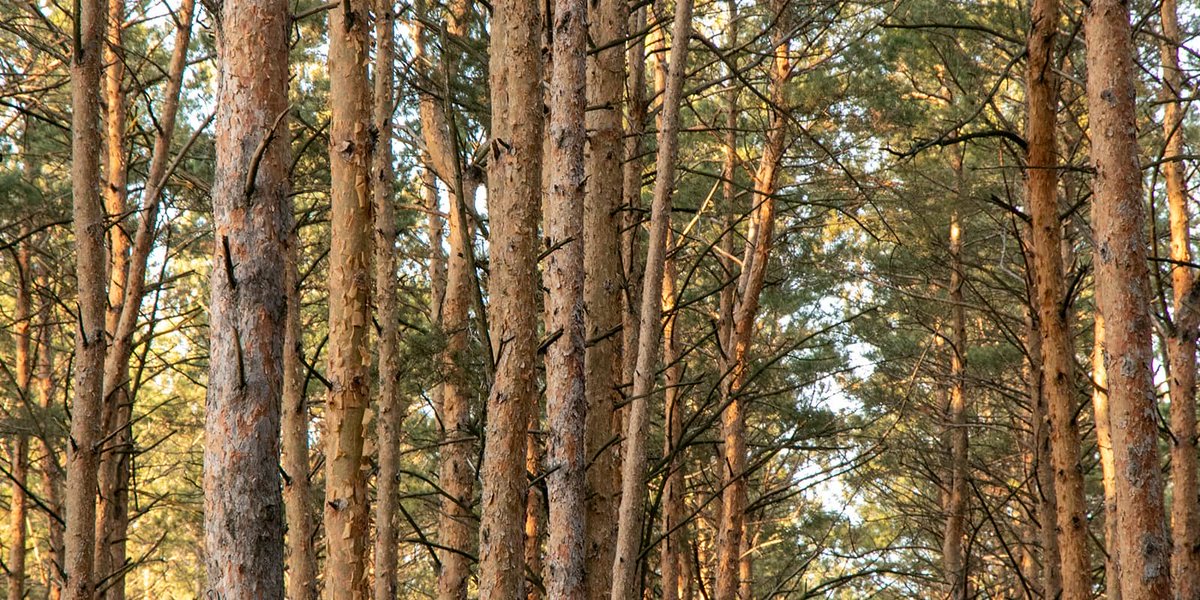 LANDTHINK's tweet photo. The systematic testing of priors and models helps us avoid irrational ideas and decisions when investing in timberlands. As Forisk explains, we can better identify and set aside the “dumb” options for given investments &amp; prioritize the best opportunities. https://t.co/JFsorYPZSP https://t.co/XEZ2GJQgGP