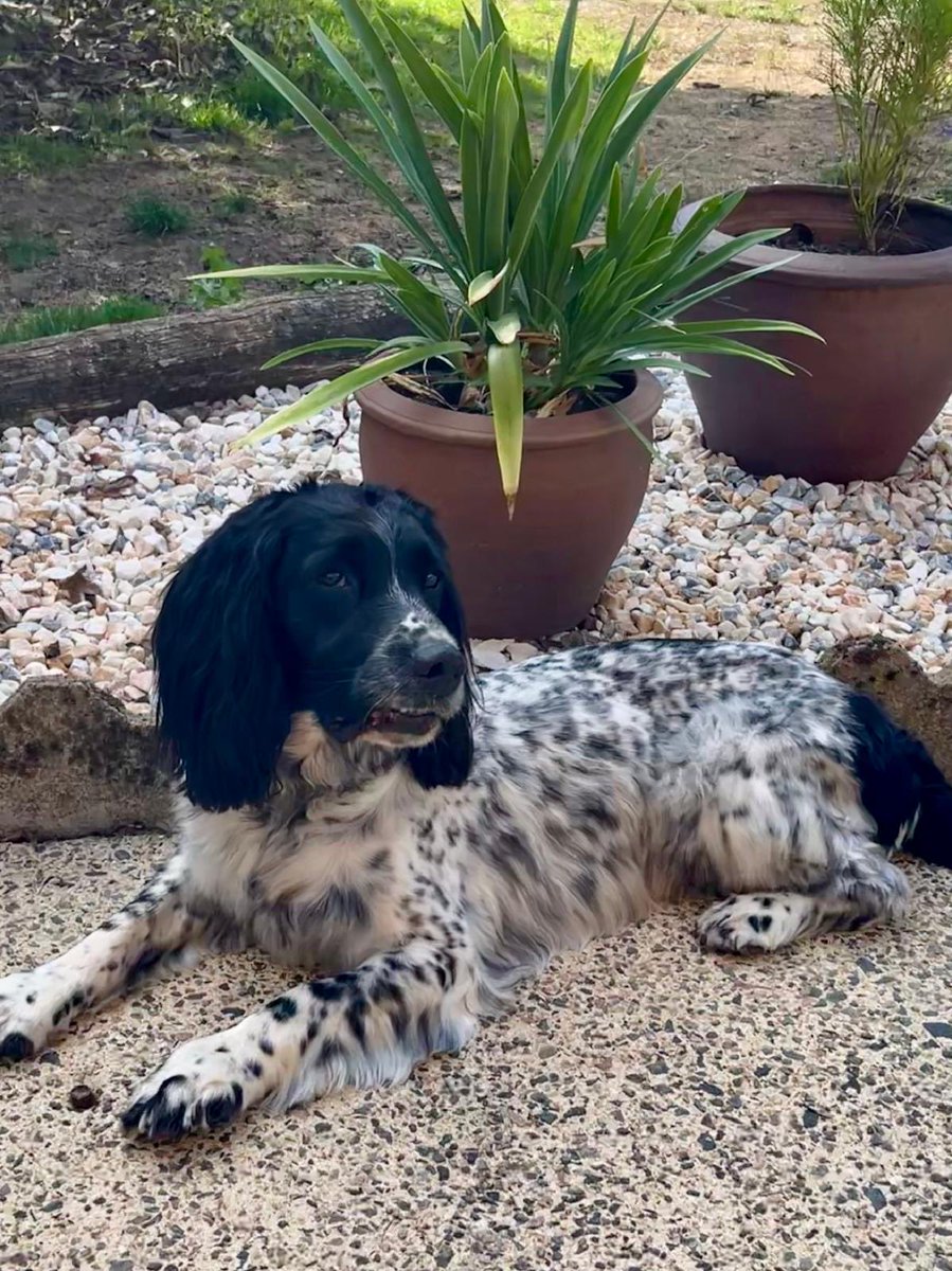 madcap_max's tweet photo. Frens, me & Max have spent the day at our no-nonsense German groomer (none of the French salons will have us anymore!) and we are now smarty pants and smell of flowers 😵🤣💙#whywhywhy #notforlong #letsfindamuddypuddle #nortysquad https://t.co/6wAAvImqrl
