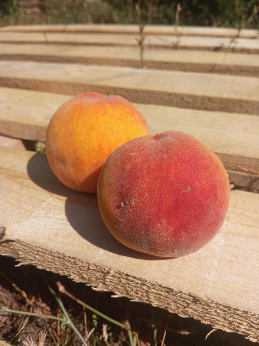 SimpleSlavGirl's tweet photo. I bought peaches from an old lady at the local market. They were organic and very tasty! 😋
#simplelife #simpleliving #farmlife https://t.co/WRCivwMPKl