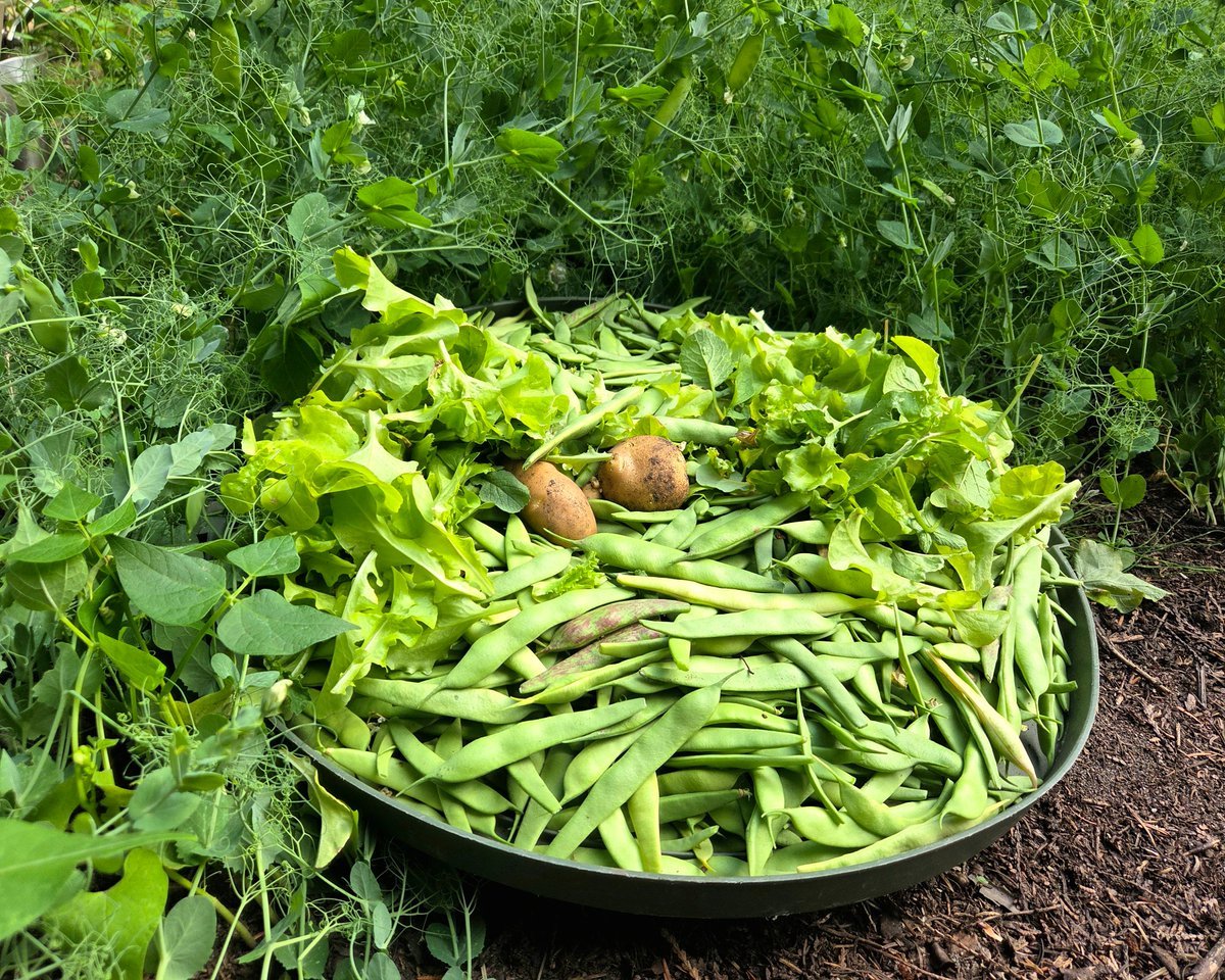 ERGardenerChef's tweet photo. Recent harvest from our properties in Point Roberts, WA USA 🇺🇸 & Lantzville, BC Canada 🇨🇦. 

For a small garden in Point Roberts, USA 🇺🇸, we have a few veggies🫛🫘🥔🥕🫑🌶🥬🥗 to munch. 

As for our Lantzville, BC 🇨🇦  property, it's our first planting. They are mostly in pots and other containers this year. It was too hot this summer, most of my peas 🫛 dried up even before flowering. 

However, recently, we have a newly installed water💧well, and is fully usable. Thus, we have 'endless of water' (sort of) at our Lantzville 🇨🇦 property! So, 🫛snowpeas planting continues all-year round.

Finally, as for our Skagit Valley 🇺🇸 land property and New Westminster condo property, not much planting this year, due to time and location; probably next summer. 

Anyway, I took a few photos 📸 of our small harvest 🫛🫘🌶🫑🥔🥬 🥗both sides of the Canadian 🇨🇦 & USA 🇺🇸 Border. 

Bye 👋 for now. ^ER ✍️ (@EarlaRiopel)🙂