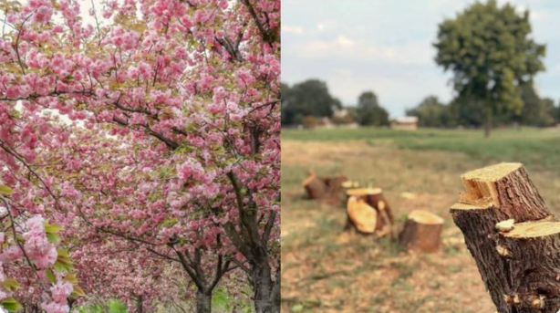 GmaForDemocracy's tweet photo. These trees belonged to us also... We the People.
Our taxes maintained their beauty. They drew tourists.
Our National Parks are next in his plan of Destruction.
Stop Trump's Chainsaw Massacre of America the Beautiful.
#KeepAmericaBeautiful https://t.co/1TyVnzZ4OB