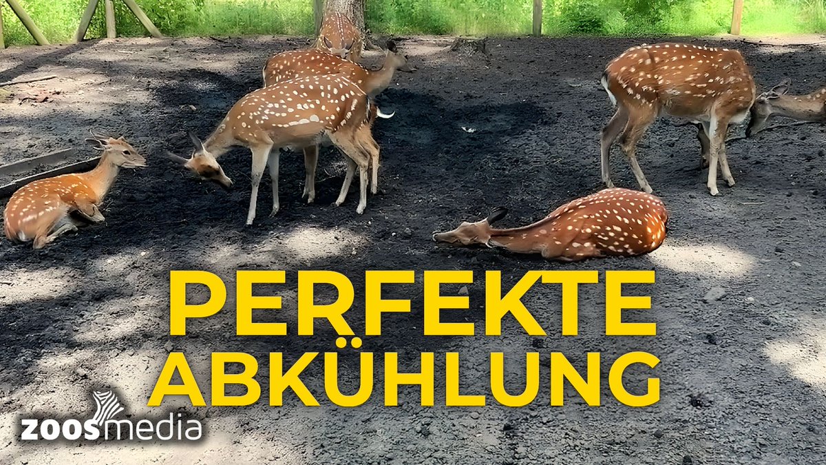 zoosmedia's tweet photo. Gegen die Hitze ☀️ Suhle für Dybowski-Hirsche im Magic Park Verden
▷ https://t.co/emm2tjVOUF
Dr. Dörnath & Timon Franz zeigen, wie die Hirsche der Hitze trotzen.
#DrDörnathUnterwegs #MagicParkVerden #DybowskiHirsche #Zoos #Dörnath #Tiere #Hirsche #Sommer #ZoosMatter 🦓 https://t.co/n23UKLTTha