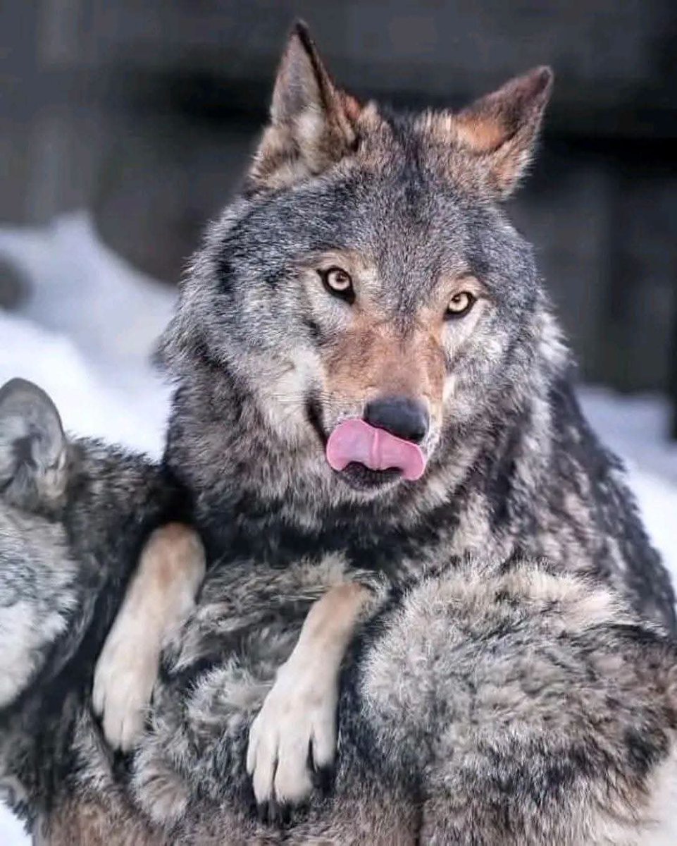 wolf_lovers__'s tweet photo. I want to see 50000 hi from real Wolf  lovers.❤️💙 https://t.co/BUy7yuEAOt