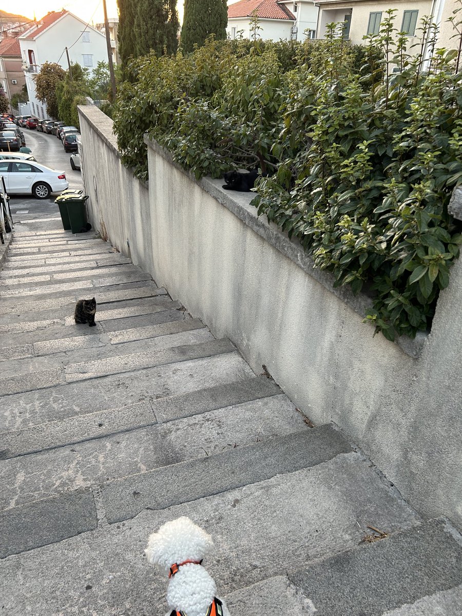 teoiuhas's tweet photo. Doi băeți dă pă Split ne cer taxă de protecție. La final s-au prins ca suntem niște amărâți de români https://t.co/mz7e9f04SQ