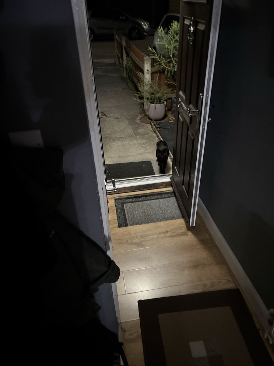 l2yfaa's tweet photo. the cat distribution system chose me😭 shes been here since friday https://t.co/MTVn13H1gE
