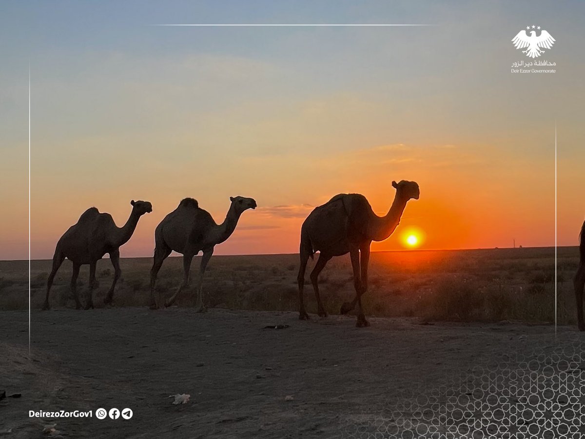 deirezzorGov1's tweet photo. حين يلامس الغروب أطراف مدينة الشحيل، تمضي قافلة من الجِمال في هدوء الريف الشرقي.

#محافظة_ديرالزور https://t.co/sMMIws2sKq