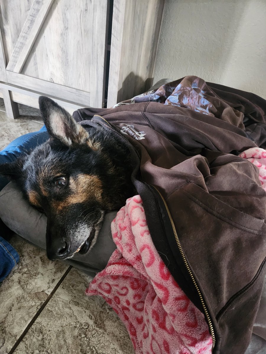 Quinciversial's tweet photo. Oh yeah. My dog died. 

Rest in peace Max. 8/30/26. 
May you fetch all the sticks in that eternal yard. I love you. 

Feeling: Depressed 😔 https://t.co/aj4kSloLD3
