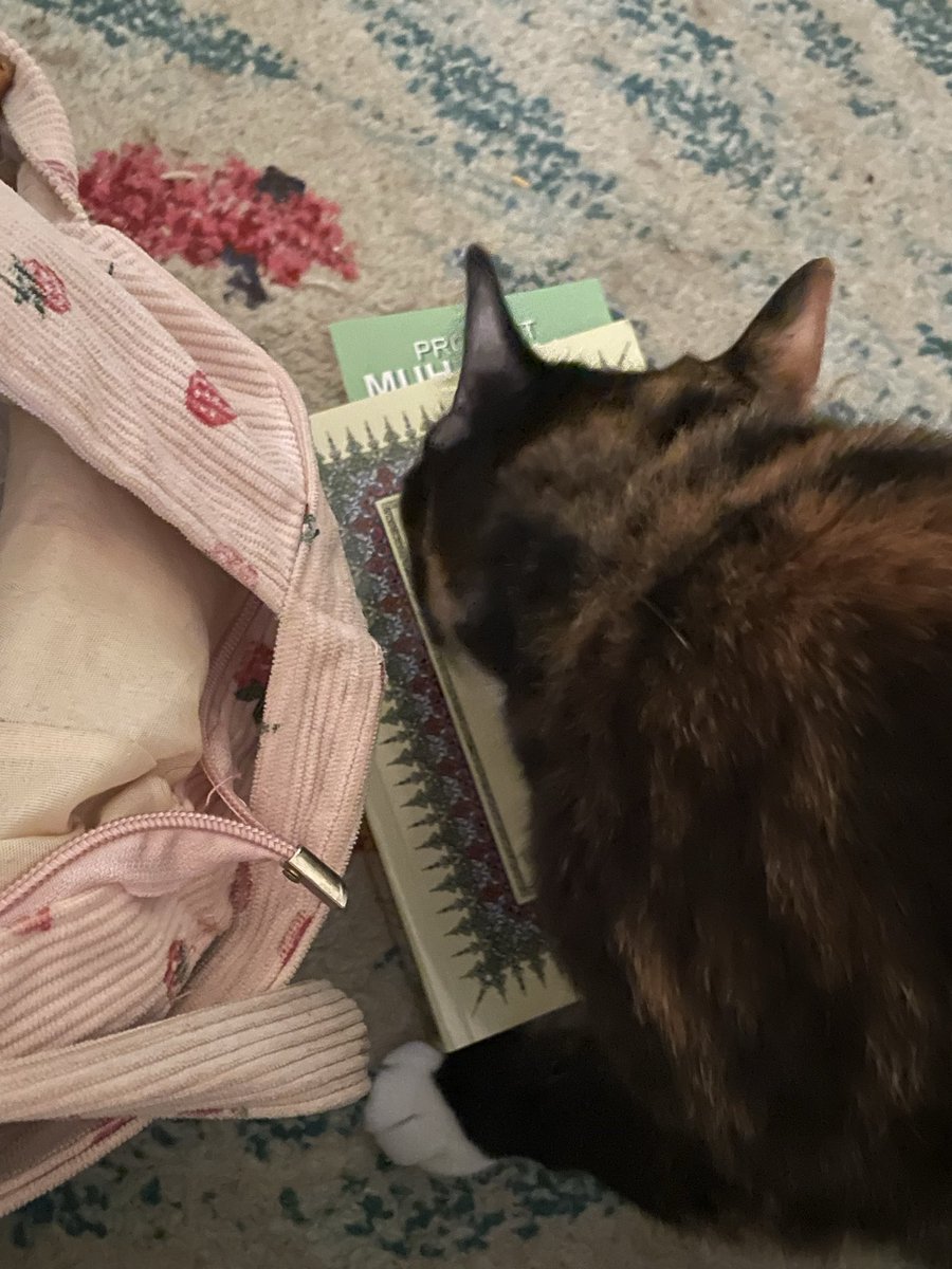 ellevatorlady's tweet photo. Got a free Qur'an at a Palestinian bread restaurant and inshallah my cats have converted https://t.co/AqPI7e23JO