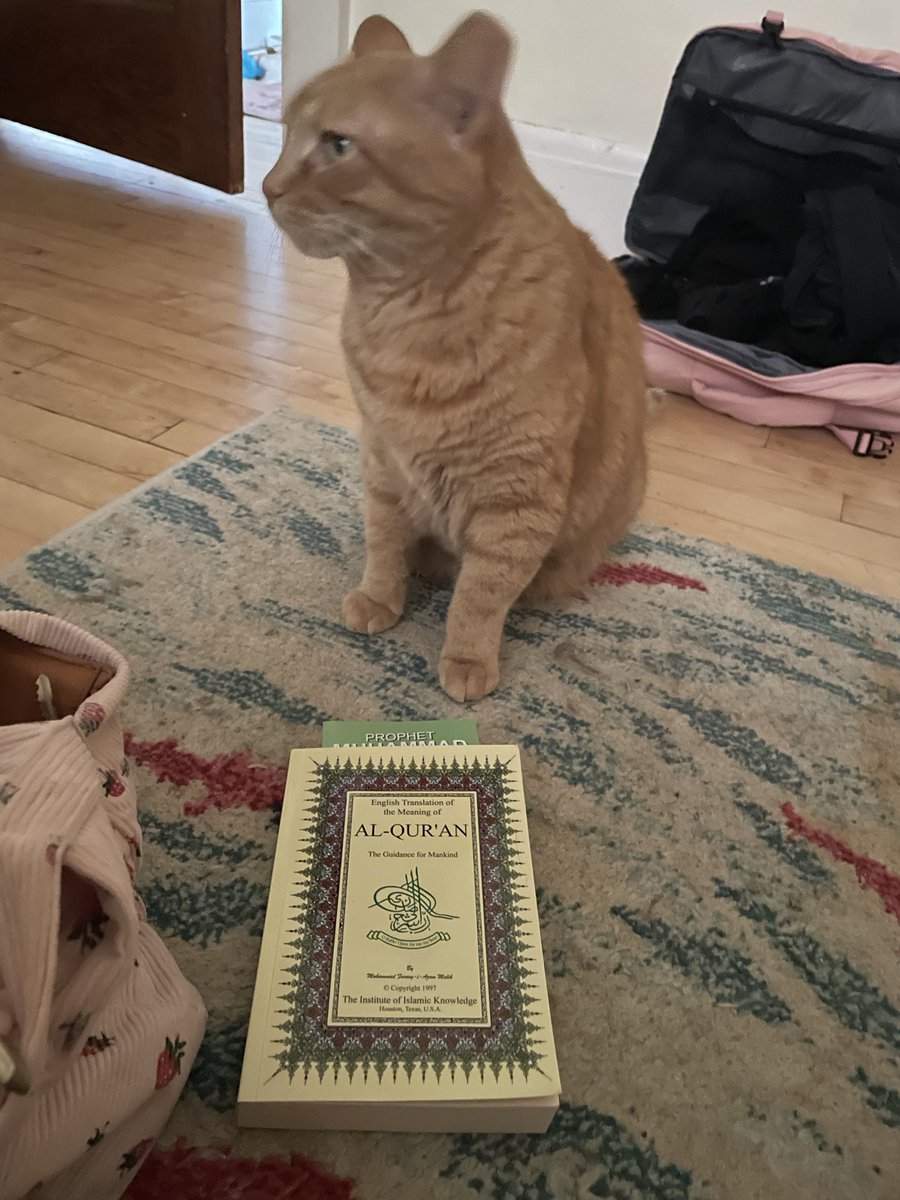 ellevatorlady's tweet photo. Got a free Qur'an at a Palestinian bread restaurant and inshallah my cats have converted https://t.co/AqPI7e23JO
