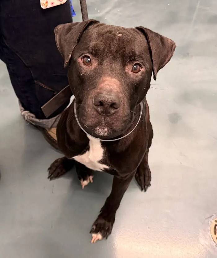 notthesameone2's tweet photo. 🚨 Last call for 3-y/o Boots, now under kill command. Arrived a stray late Aug. Came in super friendly &amp; outgoing w/ staff but now he just wants to leave the scary shelter &amp; is in trouble for leash-biting. He is so cute, energetic, treat-motivated, excitable. Has dermatitis. https://t.co/BSOu8Hz56z