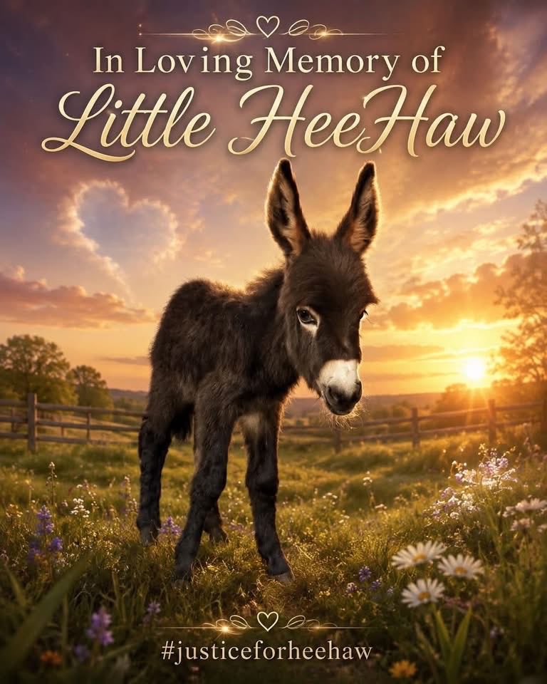Yooperhomestead's tweet photo. Justice for HeeHaw!!! https://t.co/VZjGnwGG6Q
