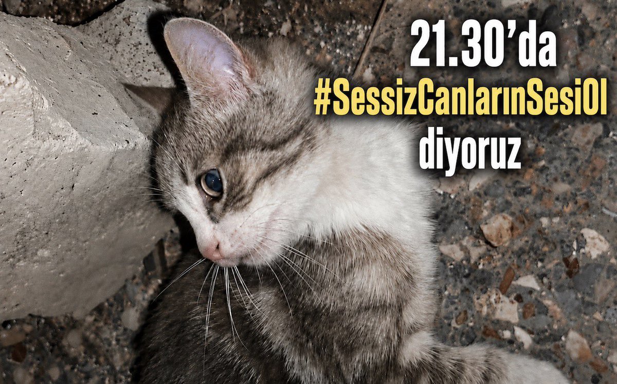 zeyno_citlembik's tweet photo. bir hafta oldu yavru kedinin katilleri hala bulunamadı lütfen herkes destek olabilir mi #SessizCanlarınSesiOl https://t.co/2NAxcyKExc