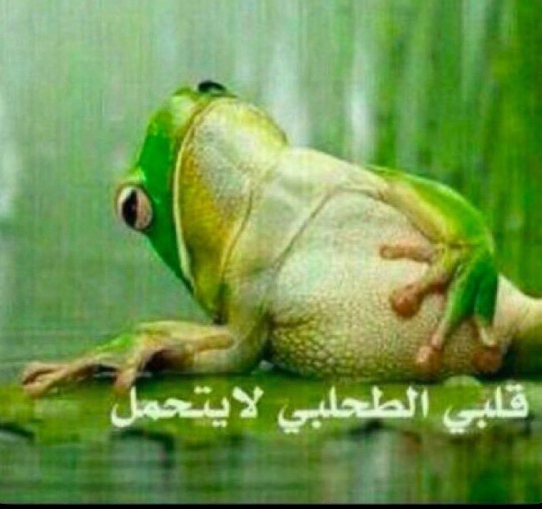 Fera_331s's tweet photo. مدرب ابن كلب مع كامل الحشمه وأقل شي ينقال حسبي الله بس يعني محمد بكر زبال وزكريا مو فيومه حسبي الله وكفى اخخخ https://t.co/3RuRLEPRNm