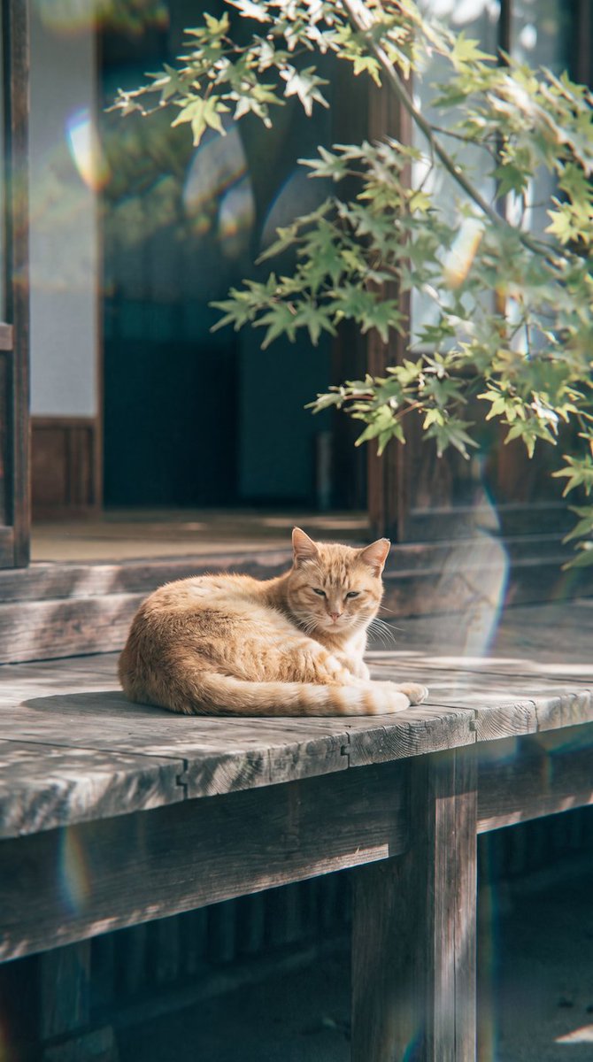 wa_cats's tweet photo. 夏の終わり https://t.co/cnhYIRZRev