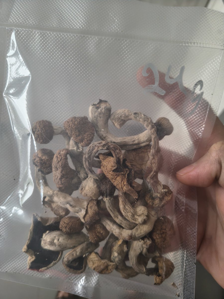 Kevavina's tweet photo. El fin de semana fuimos a Júpiter y encontramos demasiadas respuestas, con esta medicina ancestral! 
Usada con cuidado,guía, y propósito puedes resolver y entender bastantes cosas! 
Gracias a todos los presentes.

#hongos #psilocibina #alucinogenos #medicinaancestral https://t.co/JLIUQRWlel