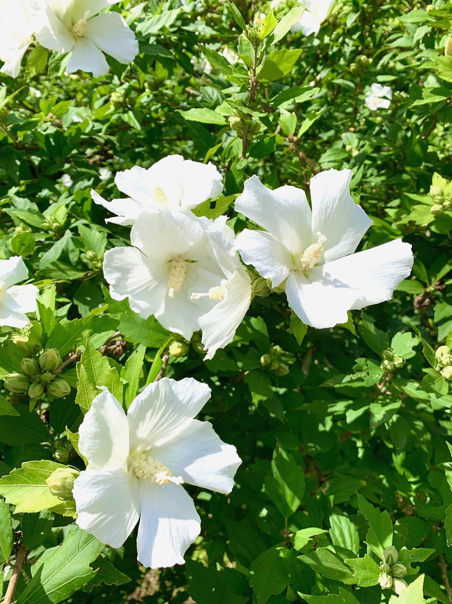 hobyby_'s tweet photo. 怒濤の夏休みだったな…w
子供らをあちこち預けたり泊まらせつつどうにか仕事シフト入れて、飽きないようにちょこちょこ遊びに連れていきながら、新キャラ(フル自作)×2出して、フライヤー入稿して個撮会主催をやり遂げた私は偉すぎる
高熱出したのはビビったけど毎日冷えた🍋サワーを糧に生き抜いたぜ https://t.co/LE9tJ1FKyd