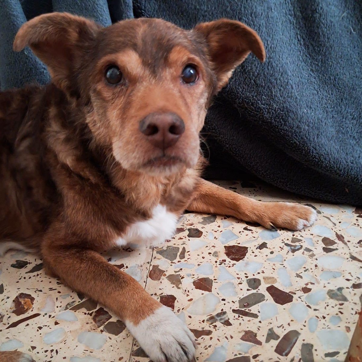 SosAbuelos1's tweet photo. #CiudadReal
#TOBBY tiene 14 años. Su humana ha ingresado en una residencia

¡Es un dulce de viejito! Cariñoso, tierno, bonachón, sociable con perros y gatos

No toma ninguna medicación.

El día 4 se queda sin acogida. Va contrareloj

Contacto: aspagaleca@gmail.com https://t.co/AI0EMrdedB