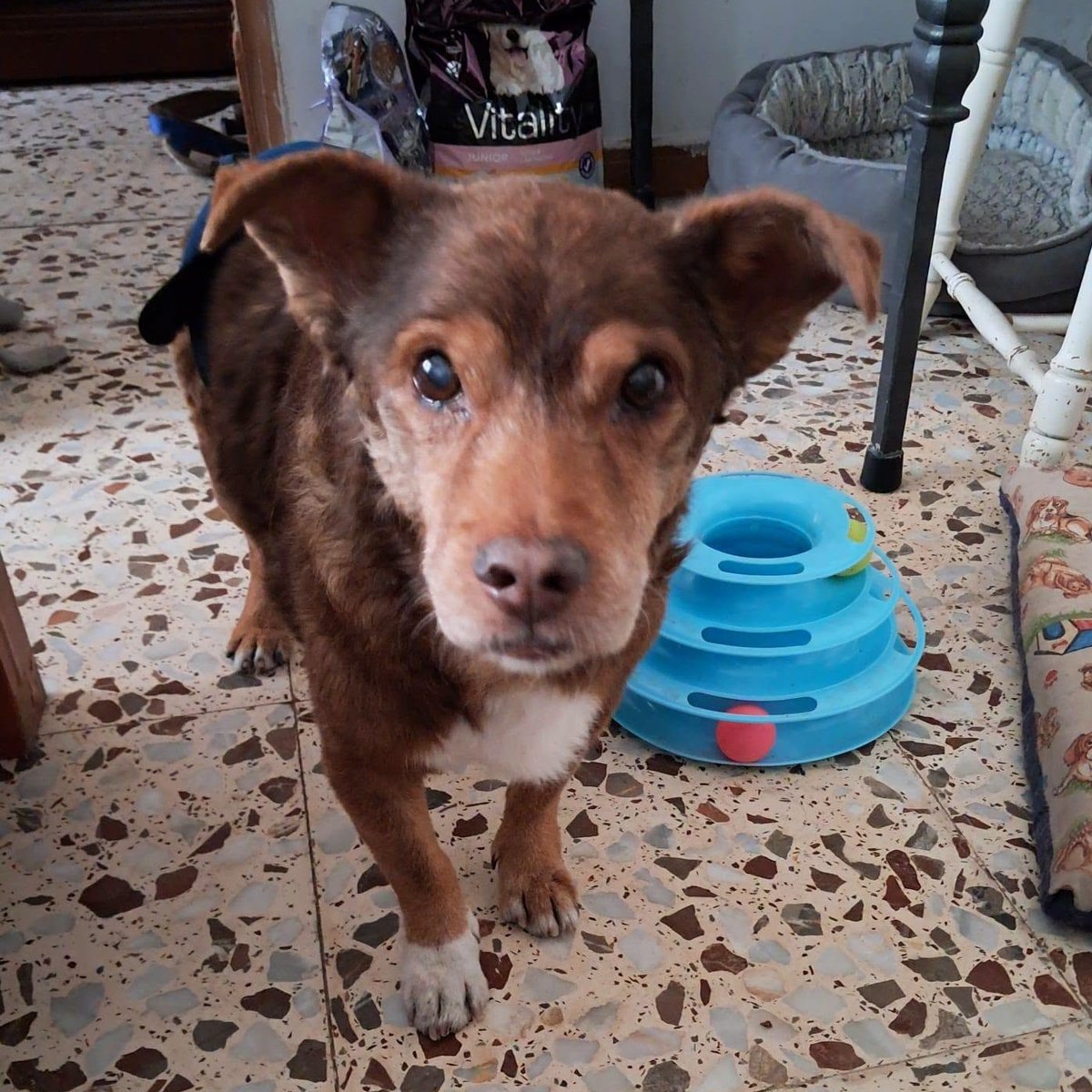 SosAbuelos1's tweet photo. #CiudadReal
#TOBBY tiene 14 años. Su humana ha ingresado en una residencia

¡Es un dulce de viejito! Cariñoso, tierno, bonachón, sociable con perros y gatos

No toma ninguna medicación.

El día 4 se queda sin acogida. Va contrareloj

Contacto: aspagaleca@gmail.com https://t.co/AI0EMrdedB
