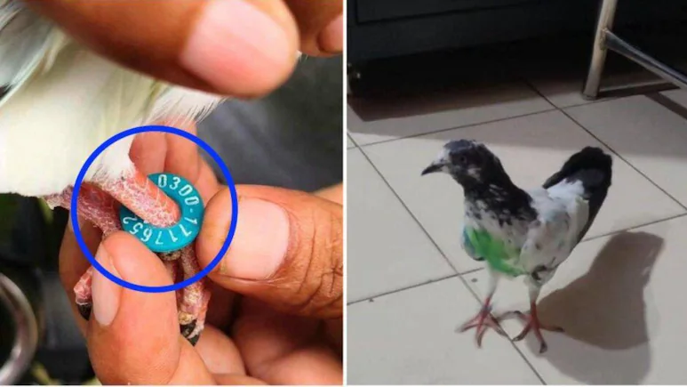 ndtv's tweet photo. Pigeon Found In Border Village With Ring Likely Bearing Pakistani Number
https://t.co/woFg73GItc https://t.co/VejkUXuveD