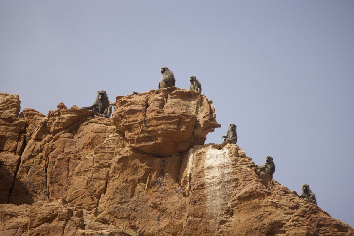 EnnediTchad's tweet photo. 🐒🌿 1er septembre | Journée mondiale des primates
Dans l’Ennedi, préserver les gueltas, points d’eau et corridors écologiques, c’est protéger les espaces essentiels à la vie des primates et à l’équilibre des écosystèmes.
📸 Orozi Hangata
@AfricanParks https://t.co/mj5BI6hVCT